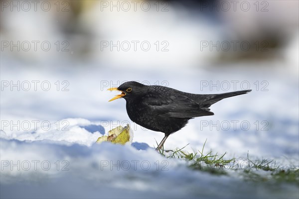 Common blackbird