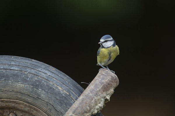 Blue tit