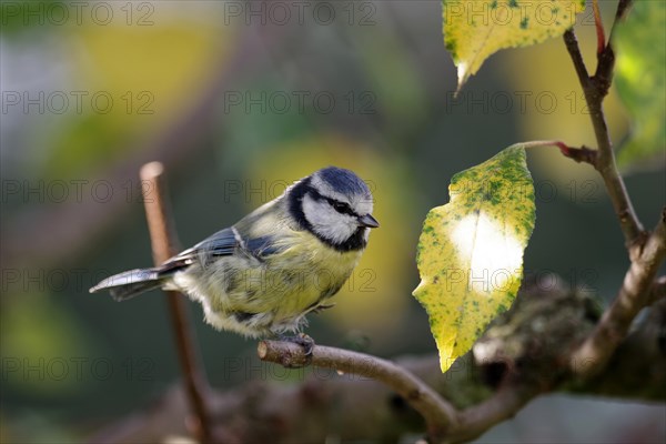 Blue tit