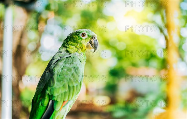 Portrait of beautiful and colorful yellow-naped parrot outdoors. Beautiful yellow-necked green parrot