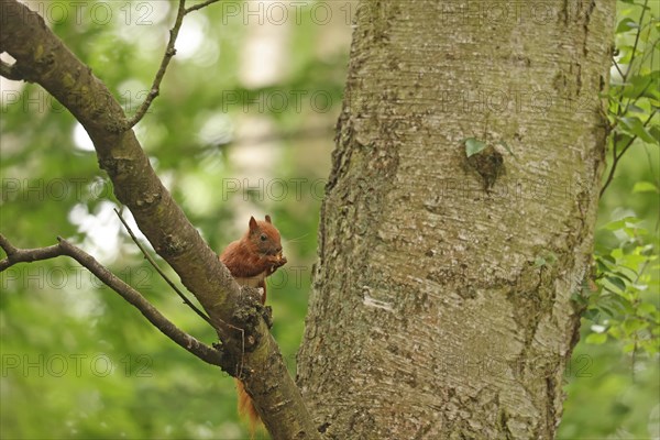 Eurasian red squirrel