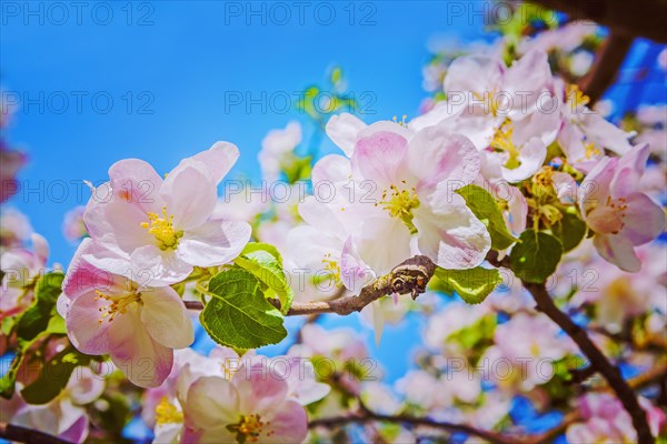 Beautiful floral background blossoming apple tre flowers instagram style
