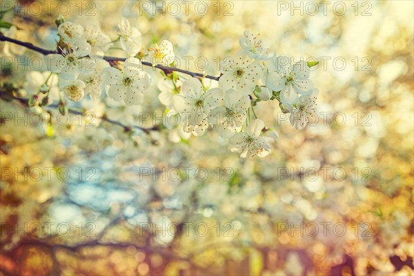 Cherry blossom close-up view on small branch at sunset