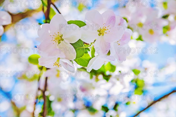 Very bright view on blossoming flovers of apple tree with bkurred background instagram style