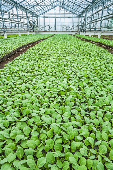 Cabbage seedlings in the greenhouse