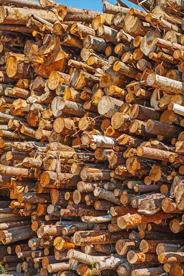 Large pile of felled tree trunks