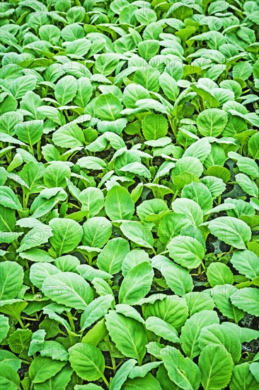 Vertical close-up of cabbage seedlings