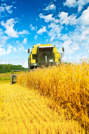 Combine harvester at work