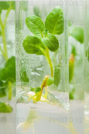 Macro image of a potato plant in a laboratory tube with culture medium