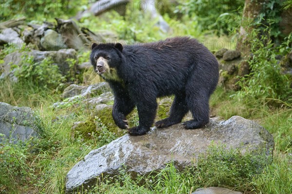 Spectacled bear