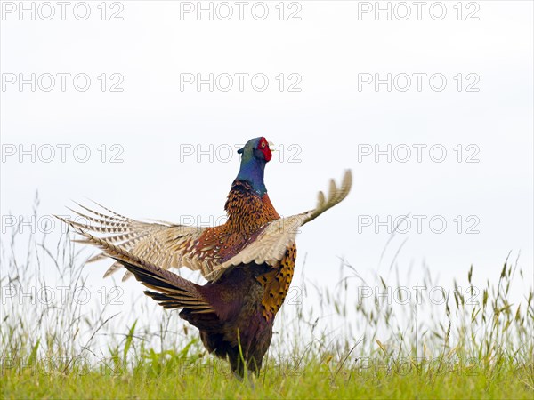 Pheasant