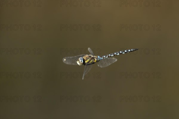 Migrant hawker