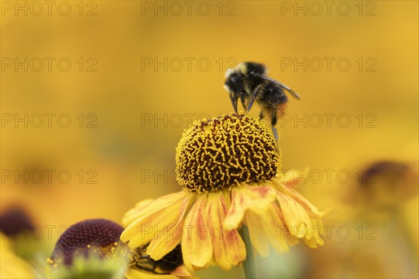 Red-tailed bumble bee