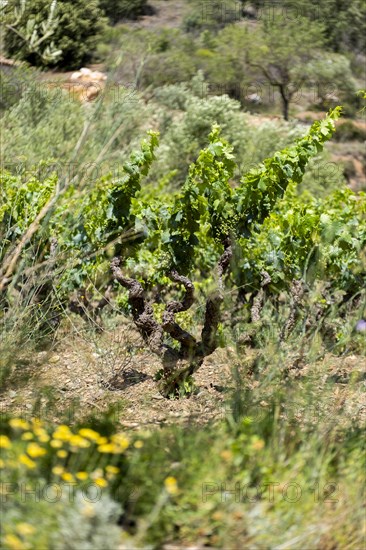 Experience stunning vineyard landscapes in the Priorat wine region