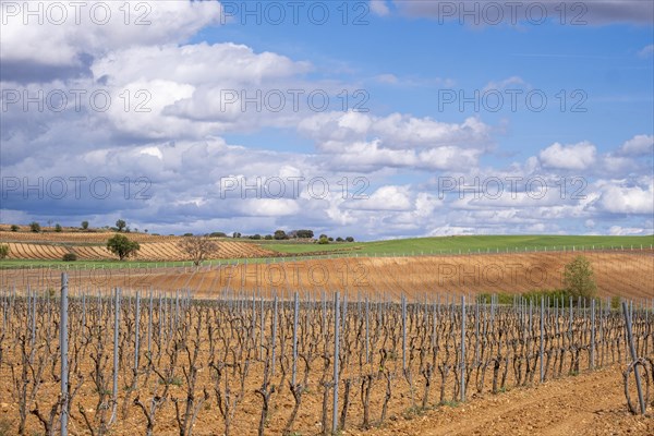 Landscape with vineyards in spring in the designation of origin area of Ribera del Duero wines in Spain