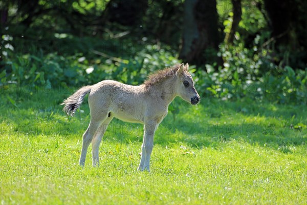 Duelmen wild horse