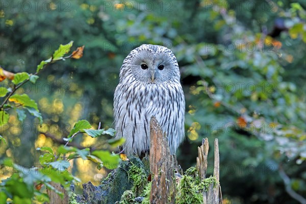 Ural owl