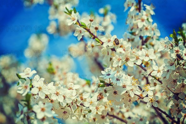 Blossom of cherry close up view floral background instagram stile