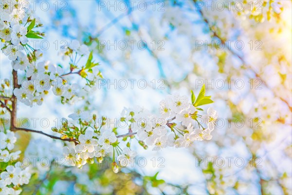 Sunny spring flowers of blossoming cherry tree instagram style