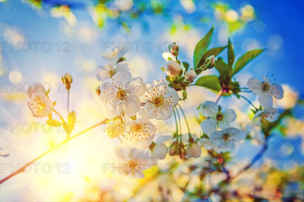 Translucent sun through blossoming herry tree floral background instagram style