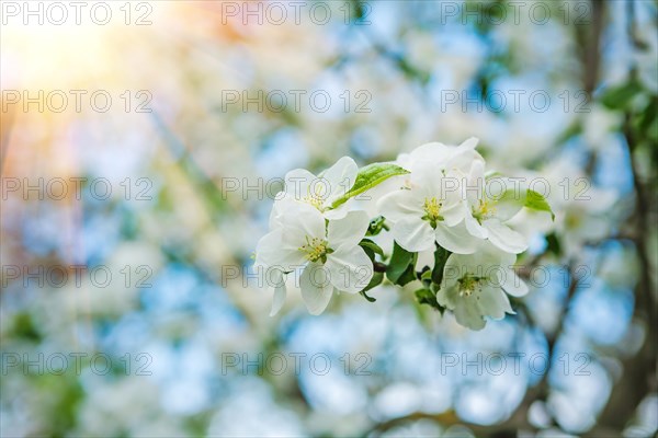 Branch of an apple tree on a blurred background