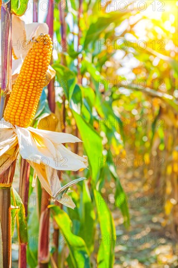 Close-up of a single ear of maize with plans