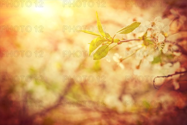 Blossoming cherry tree on blurred foggy sunny background with sun