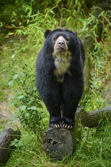 Spectacled bear