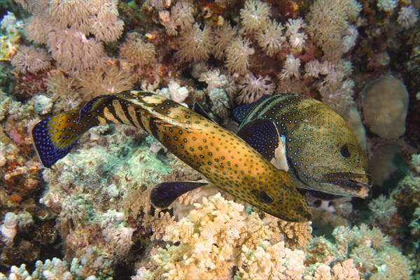 Pair of bluespotted grouper