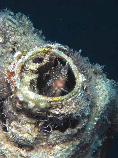 A sabre-toothed blenny