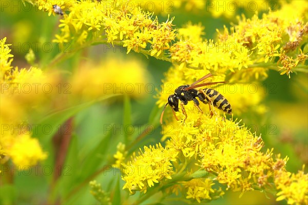 European paper wasp