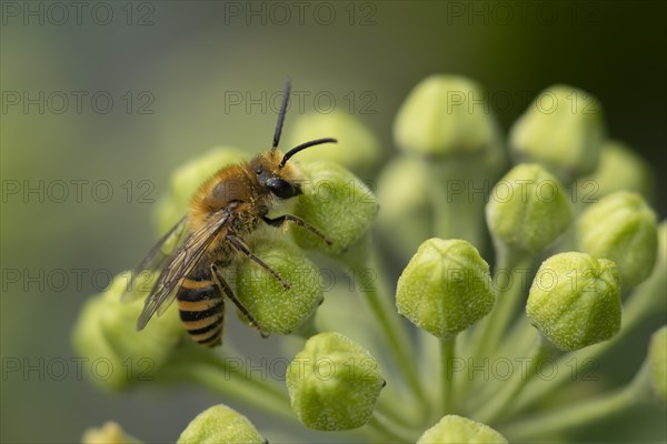 Ivy bee