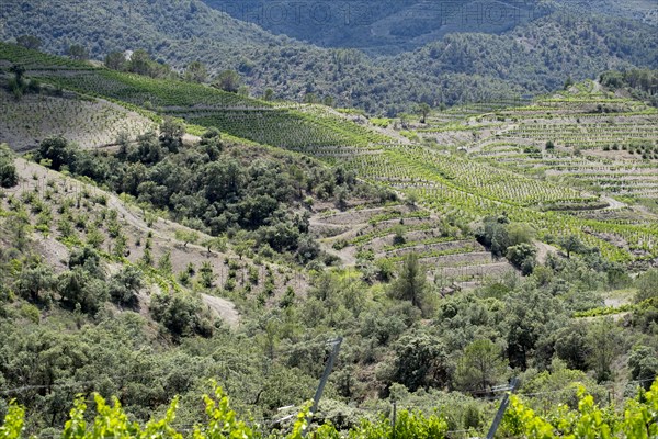 Experience stunning vineyard landscapes in the Priorat wine region