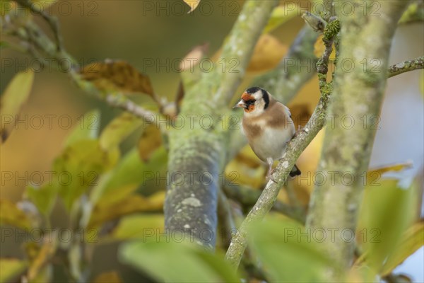 European goldfinch