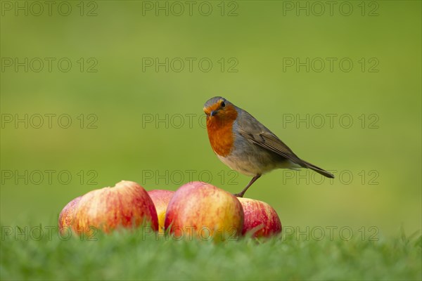 European robin