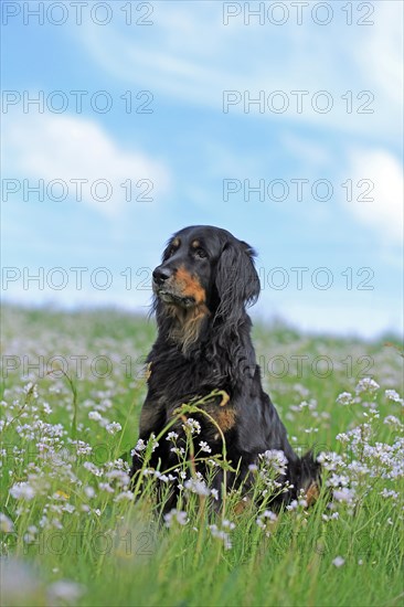Hovawart sitting in meadow