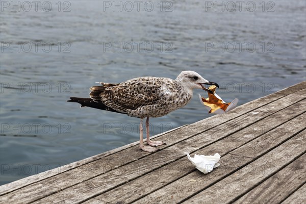 Juvenile gull with shiny paper in its beak