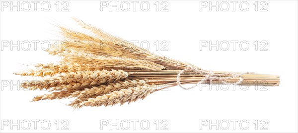 Golden wheat-rye ears isolated on white