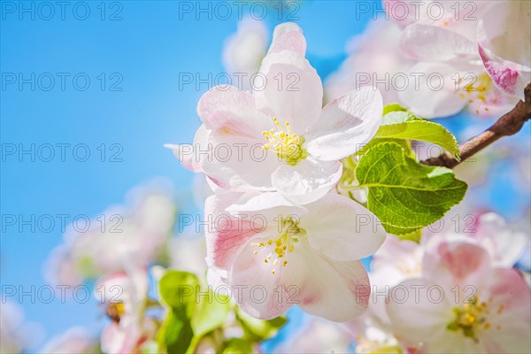 Very close up view of small branch of blossoming apple tree with sky background instagram style