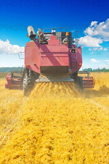 Combine harvester at work Rear view agricultural concept