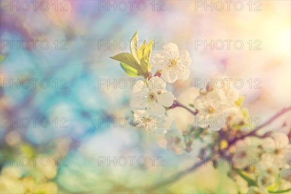 Small branch of a cherry blossom