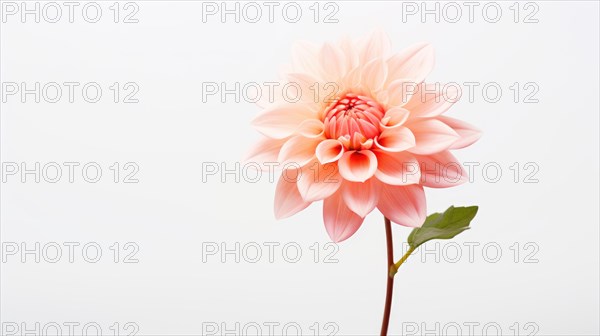 A single pale pink flower exudes elegance and simplicity against a white backdrop Ai generated