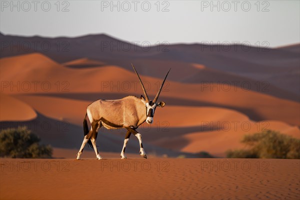 An oryx antelope strides elegantly in front of the red sand dunes of the Namib Desert