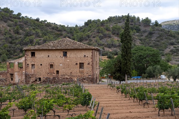 Experience stunning vineyard landscapes in the Priorat wine region
