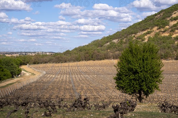 Landscape of vineyards in the Ribera del Duero appellation area in the spring in the province of Valladolid in Spain