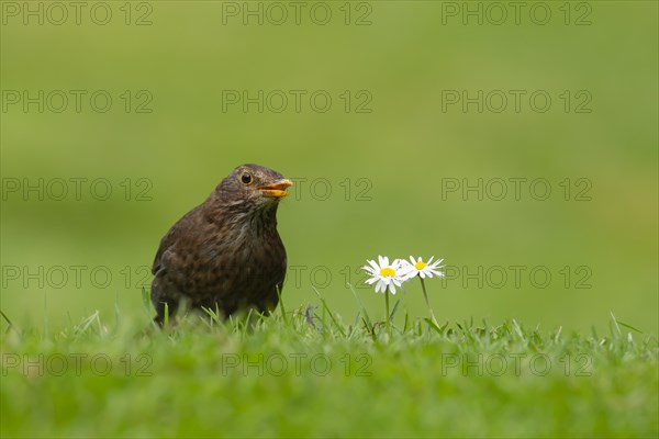 Common blackbird