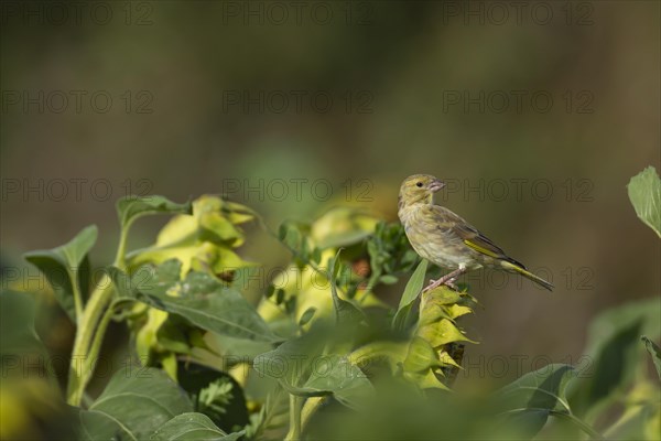 Greenfinch