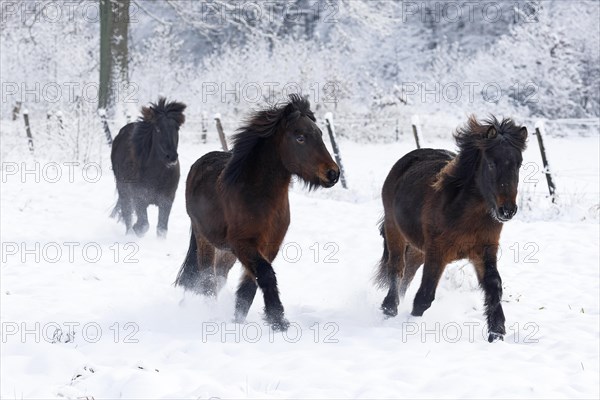 Icelandic horses