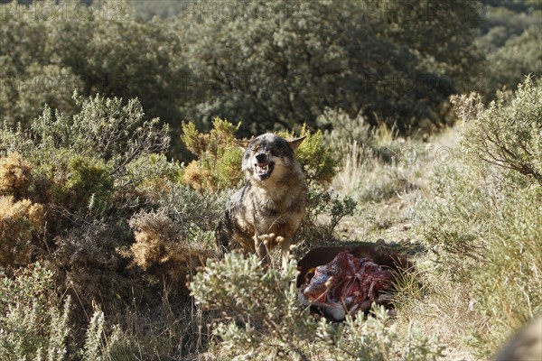 Iberian wolf