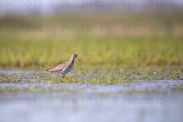 Common redshank